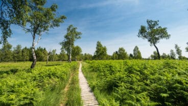 Een houten vlonderpad dat door varens in het natuurgebied Struffelt loopt